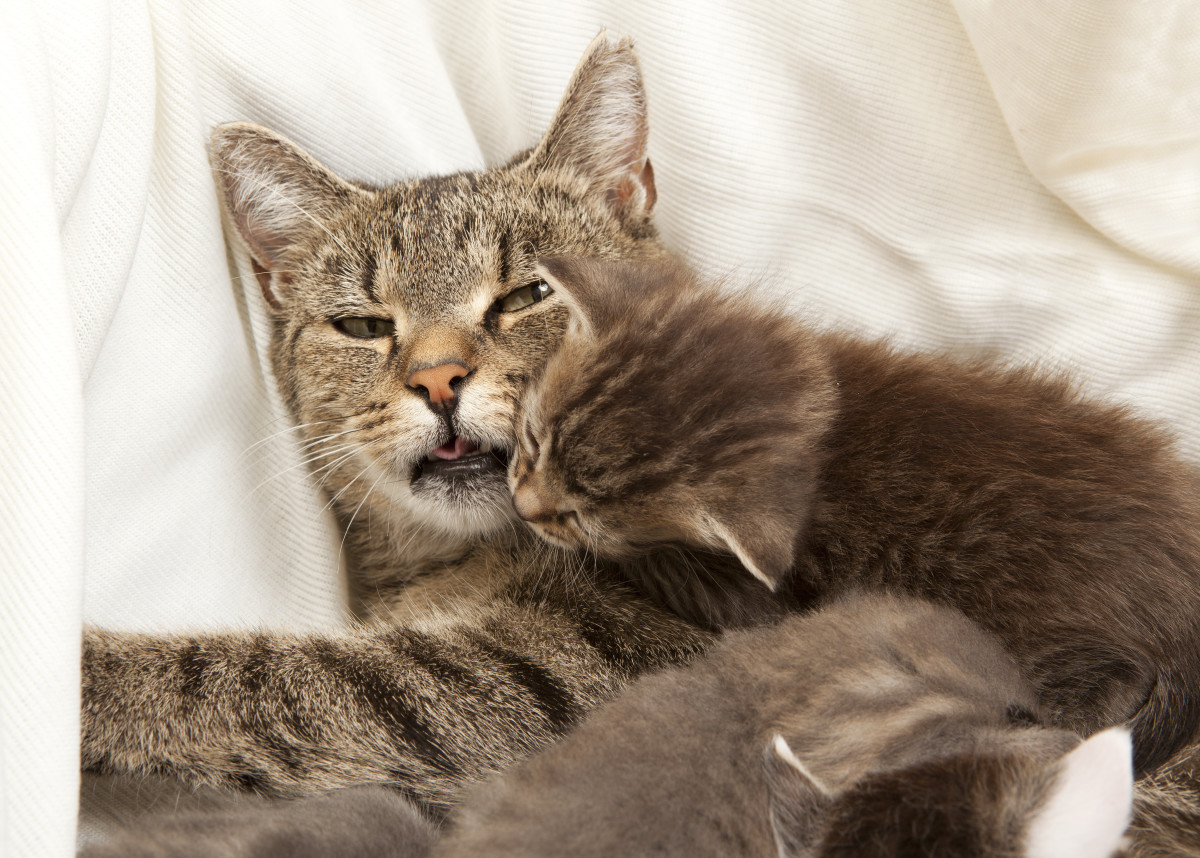 Proud Mama Cat Shows Off Her Babies to Her Human Mom in Precious Video