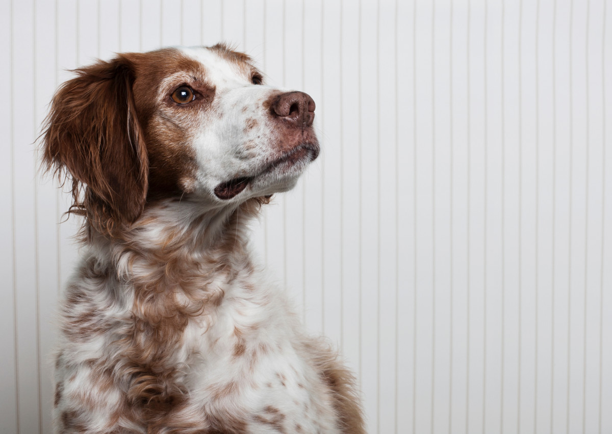 dog-who-walks-on-hind-legs-like-a-human-is-the-definition-of-resiliency