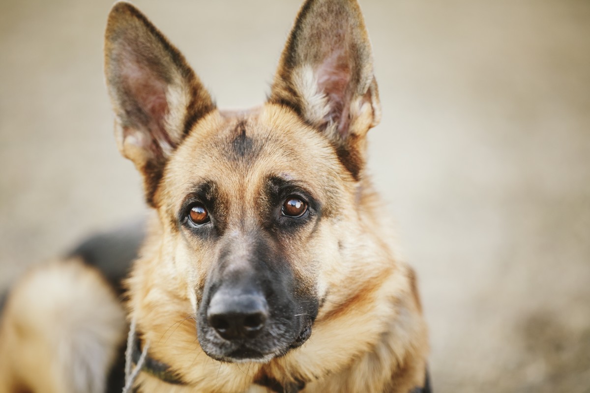 dog-miraculously-saved-from-drowning-by-a-delicious-baked-good