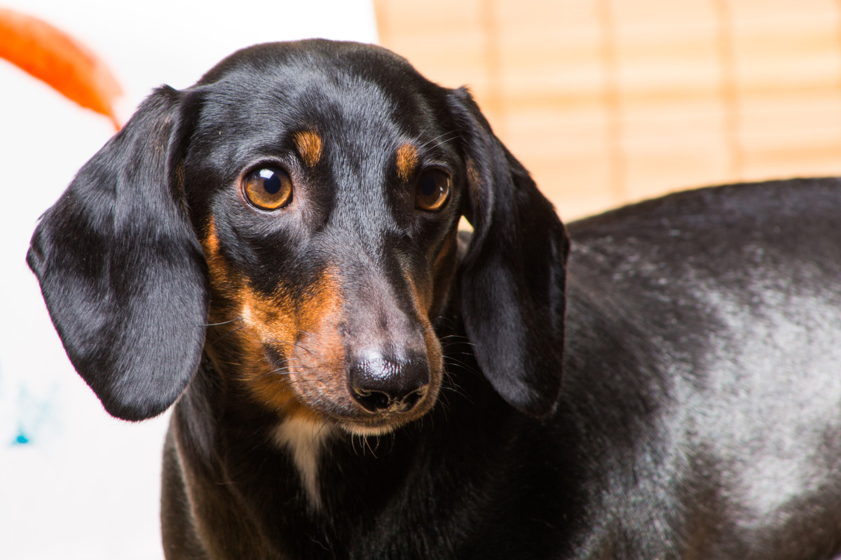 Moment Blind Dachshund Gives Rescuer His 'First Kiss' Is Heart-Melting ...