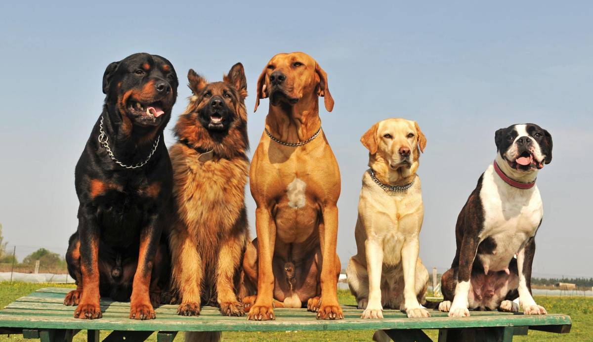 Most Popular Dog Breed for 2021 Was Just Revealed Pet News
