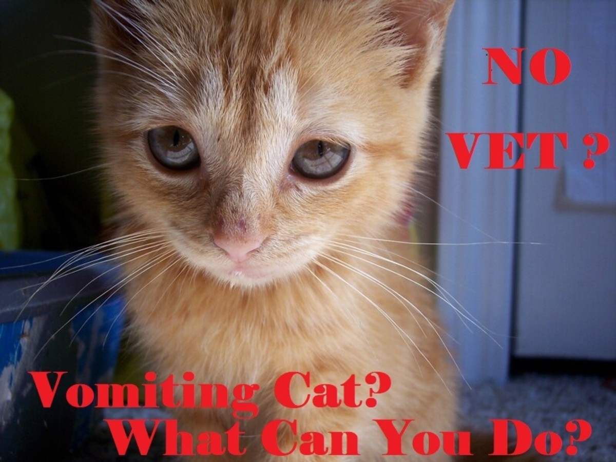 Tips for Home Care for Your Vomiting Cat When You Cannot Visit the Vet PetHelpful