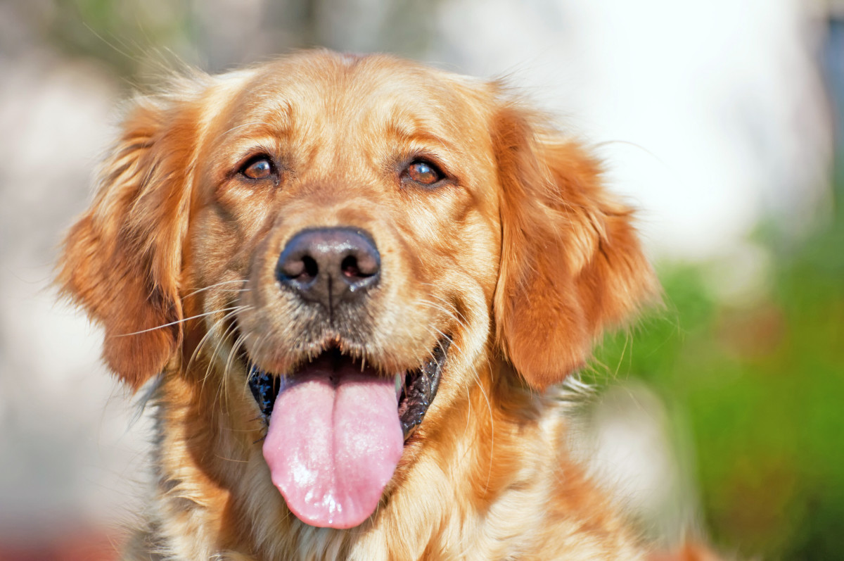 Golden Retriever's Reaction to Breaking an Egg Is Absolutely Classic ...