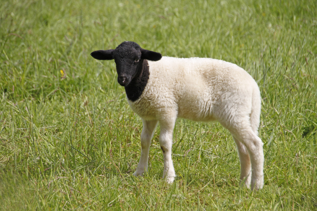 Baby Lamb's Frantic Search For His New Human Mom Is Going Viral - Pet News