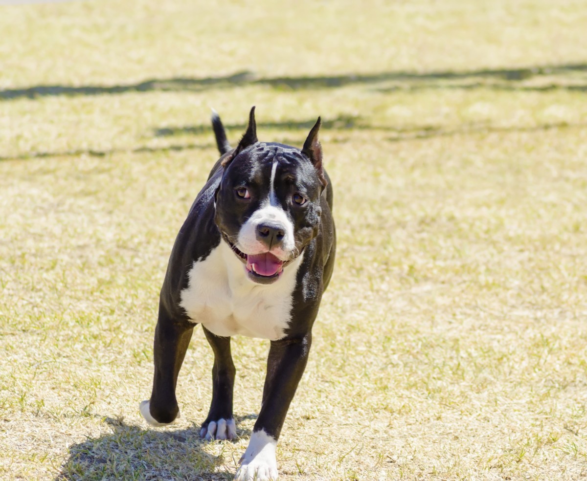 Dog's Excited Reaction to Running on a Treadmill Is the Opposite of