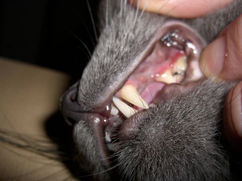 12 Reasons Your Cat Is Drooling Too Much and How to Treat at Home ...