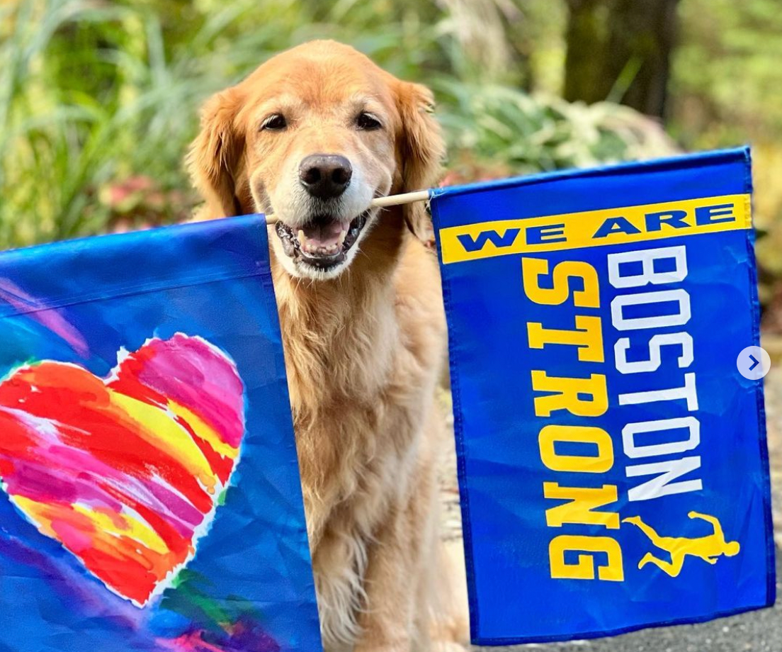 boston-marathon-dog-expected-to-return-to-cheer-on-runners-after-his