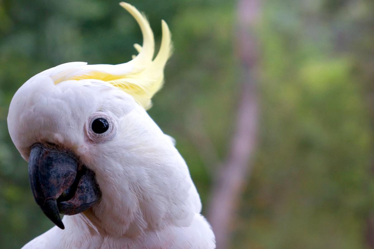 Cockatoo Goes on a Total Swearing Rant After Mom Refuses to Carry Him ...