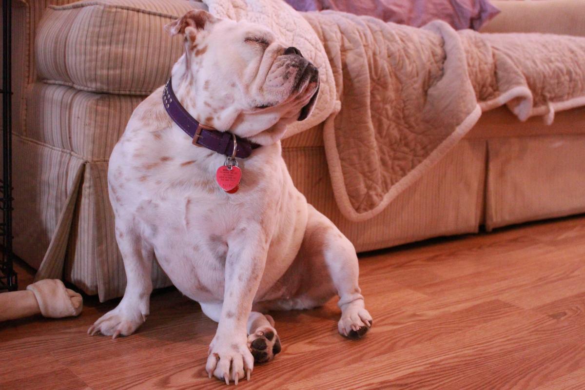 Viral Video Of Bulldog Using Stairs To Get Into His Recliner Is Just   Dominique Troy Eyqfdj3zuy0 Unsplash 