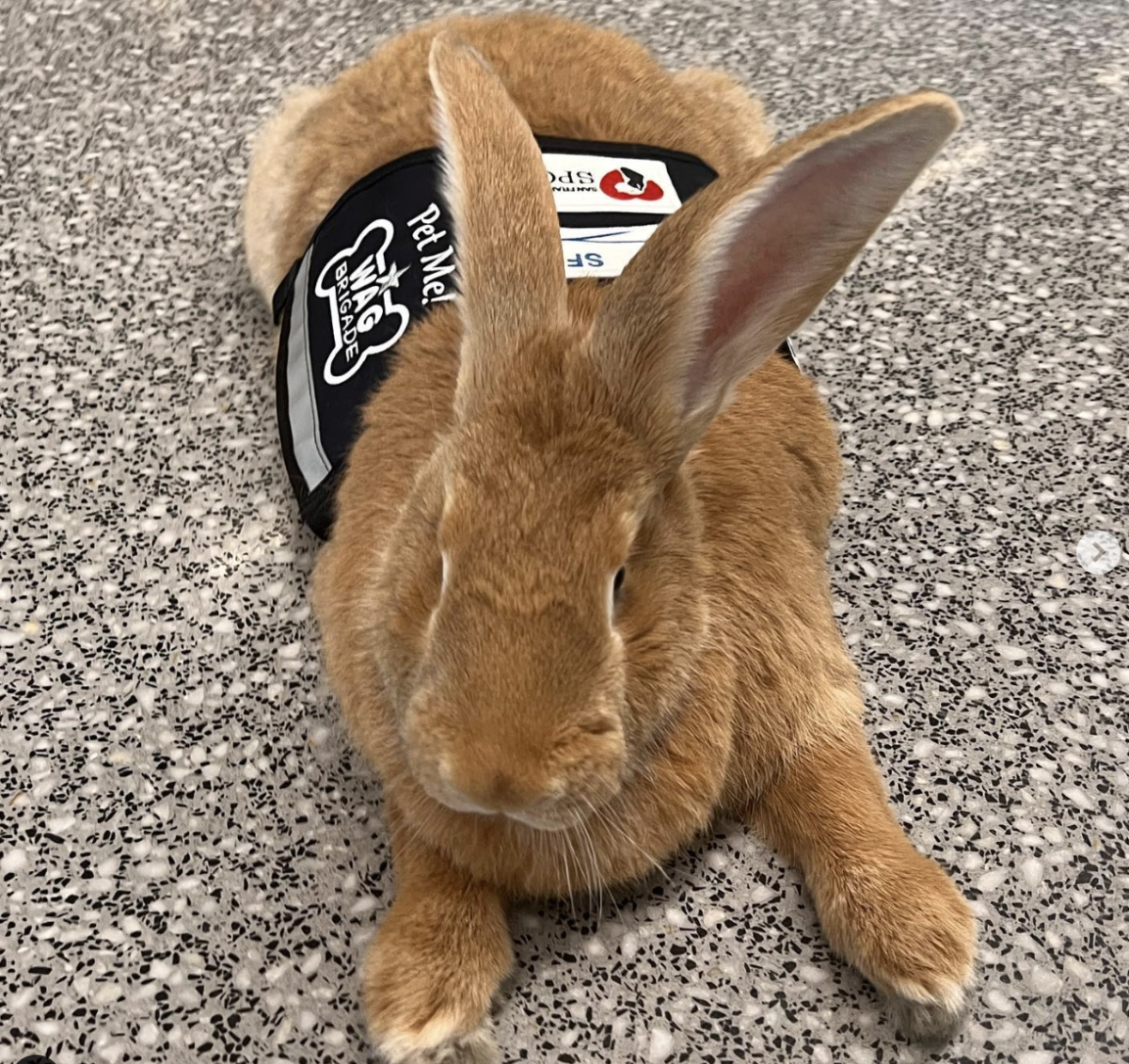 Алексой банни. Flemish giant Rabbit.