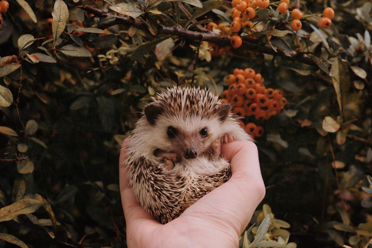 Video Introducing Brand New Baby Hedgehogs Is the Cuteness Overload We