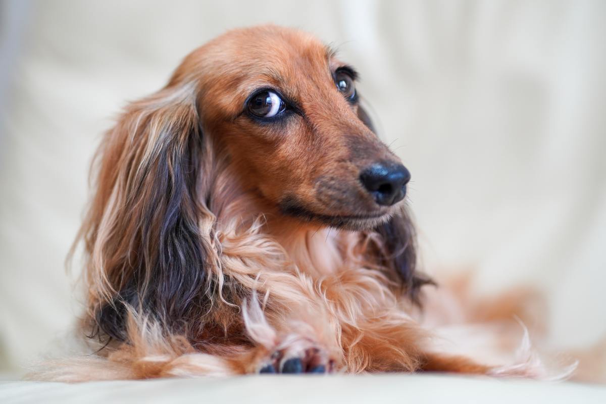 Video of Dachshund Begging Mom for Cucumbers Is Cracking People Up ...