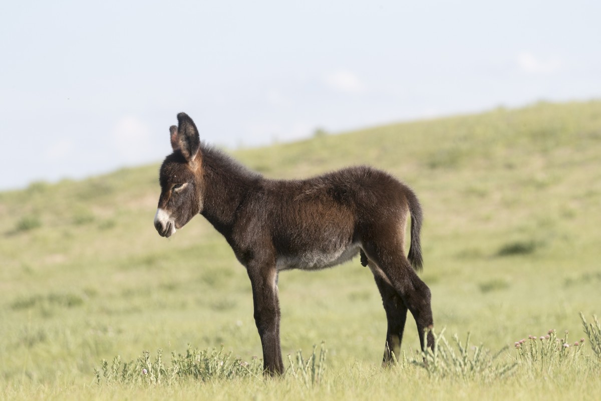 Video of Baby Donkey 'Talking' to His Mom Is Absolutely Heartwarming ...