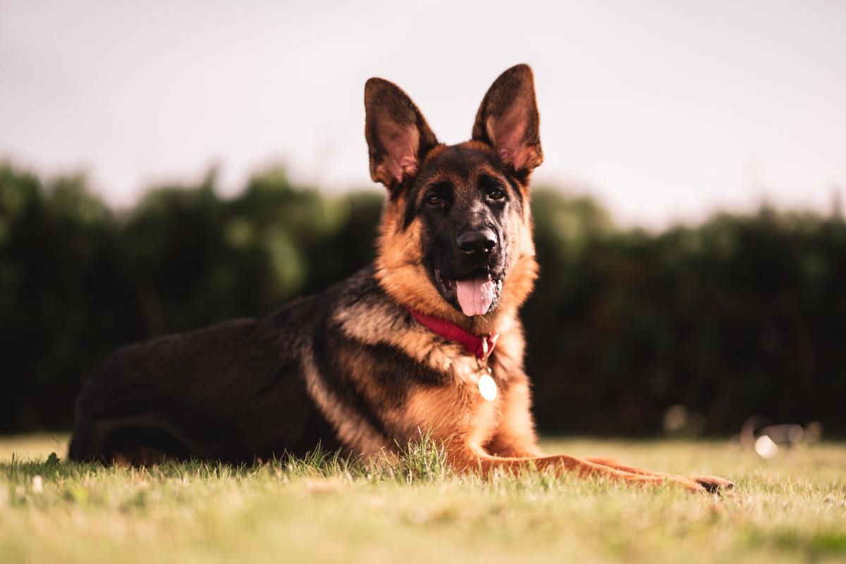 Tear-Jerking Video of K9 Dog's Retirement Sign-Off Is Going Viral ...