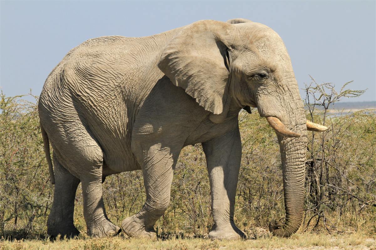 German Zoo Treats Elephants to Daily ‘Pedicures’ and It’s Too Cute ...