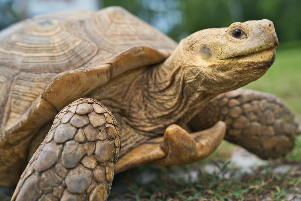 Giant Tortoise Wearing a Turkey Costume Is the Best Thing We've Seen ...