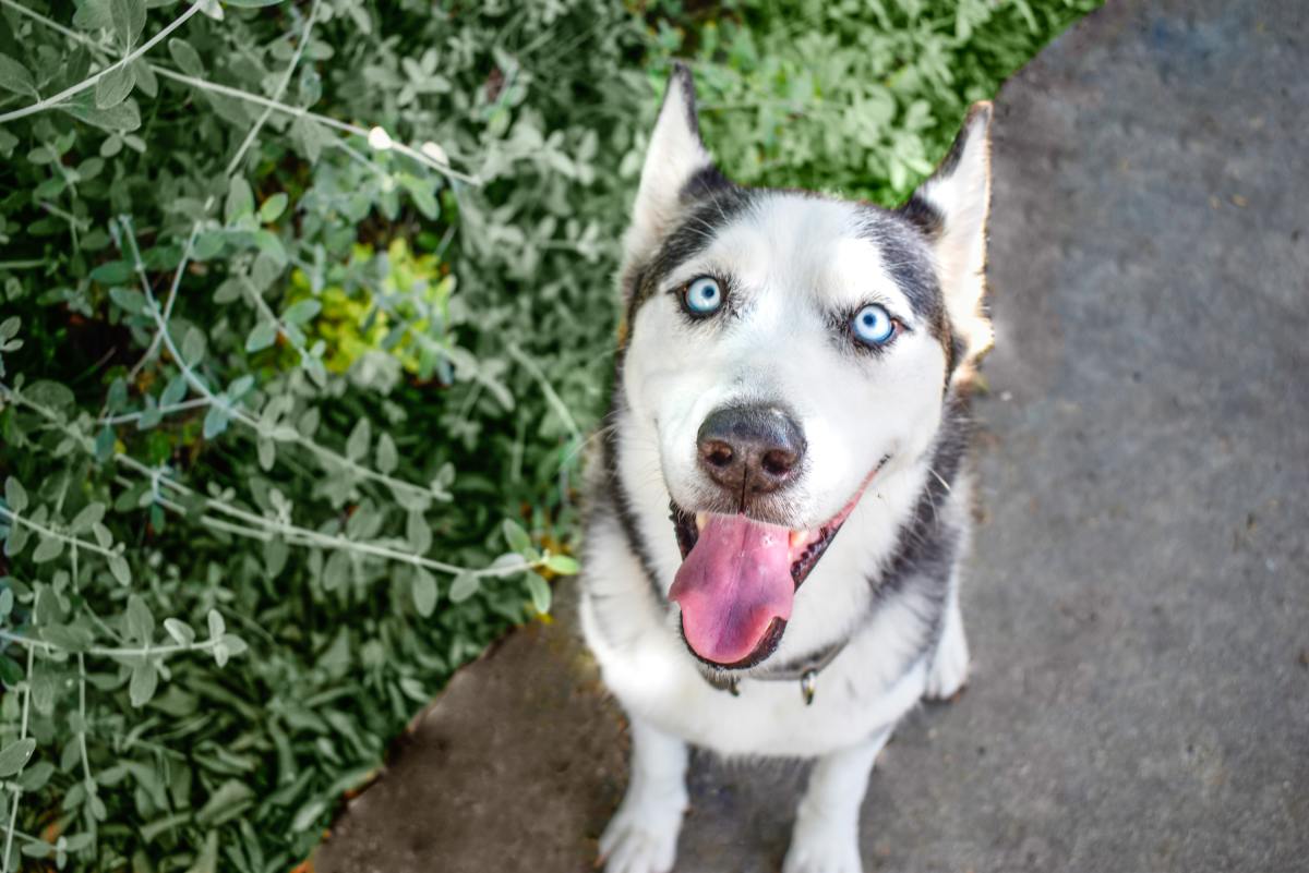 Video of Husky Teaching Puppy to Sing Couldn’t Be More Precious - Pet News