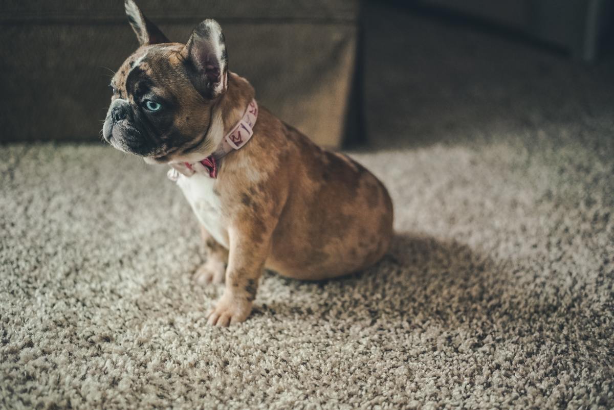 Video of Upset French Bulldog Throwing Her Toys Like a Kid Is Cracking