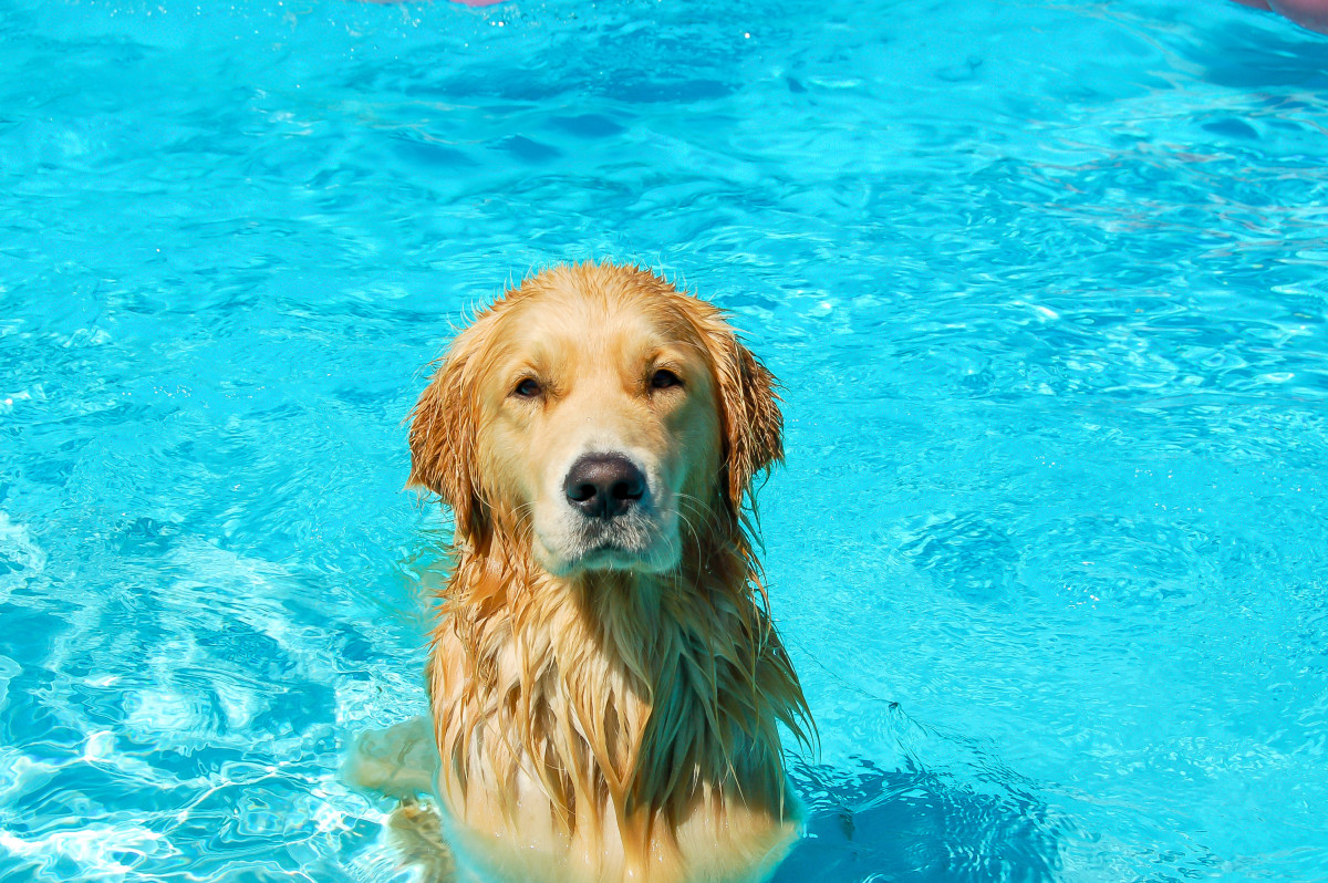 Video of Golden Retrievers Enjoying a Pool Day Is Serious SummerGoals