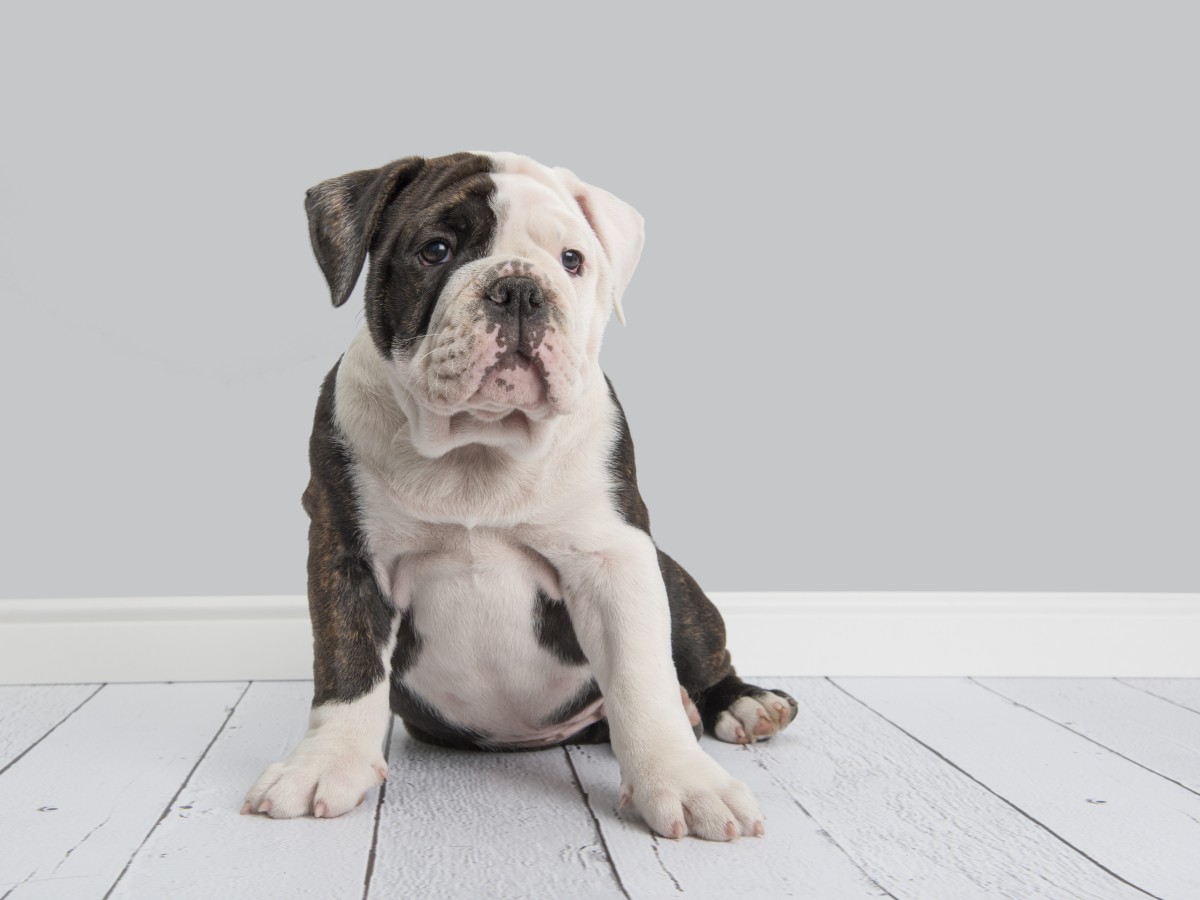 English Bulldog Does The Funniest ‘dance’ After Mom Puts Up Barrier In 