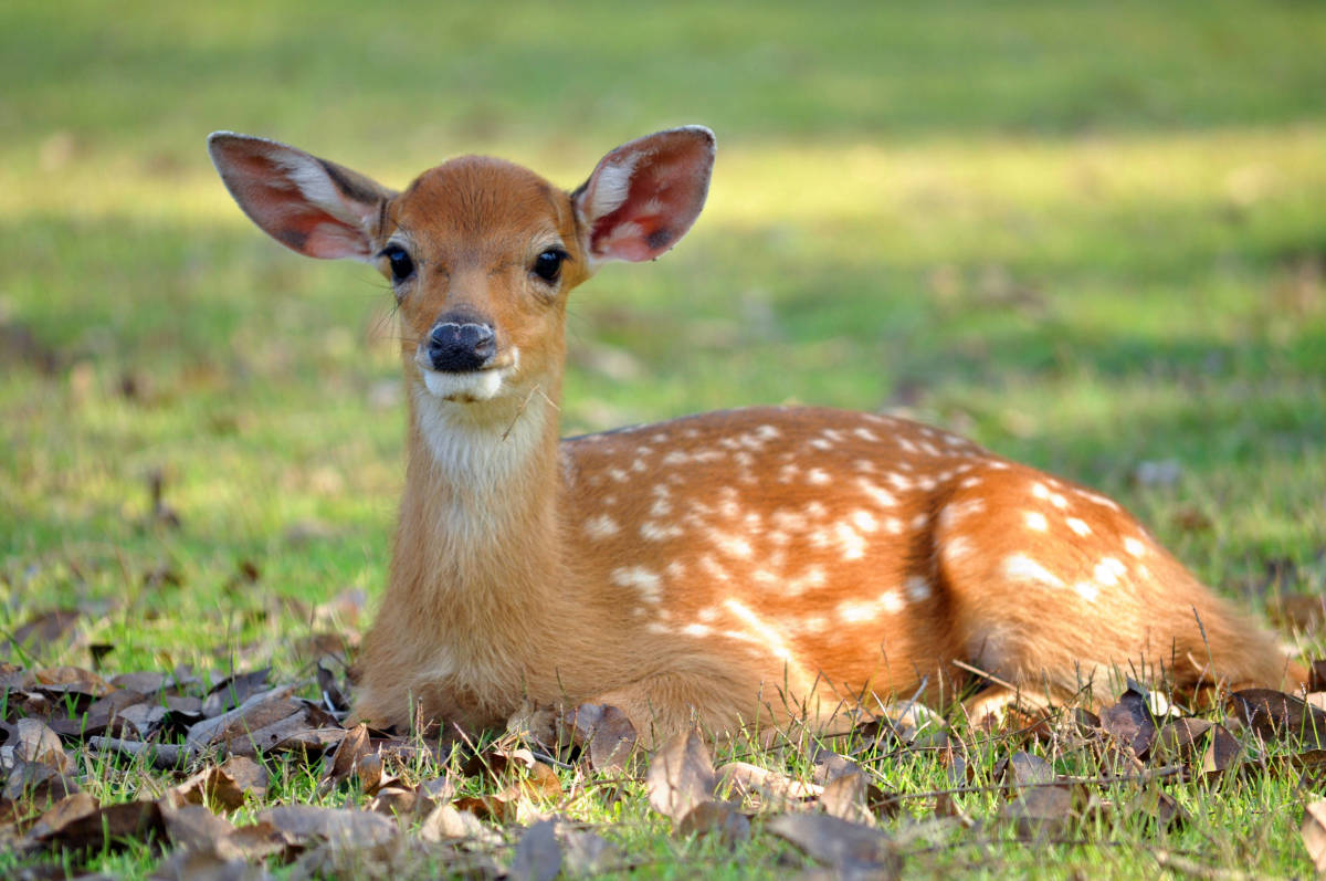 video-of-mama-deer-proudly-showing-off-her-new-baby-is-absolutely