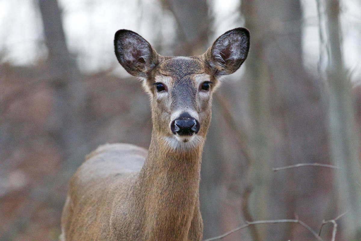 Video of Deer Relaxing and Watching a Thunderstorm Is the Calm We All Need PetHelpful News