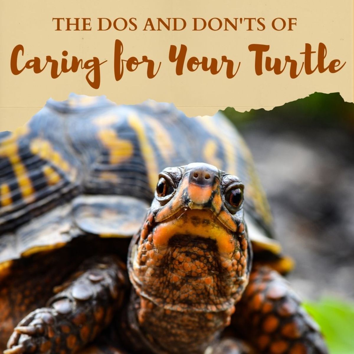 The Dos and Don&rsquo;ts of Turtle Care - PetHelpful