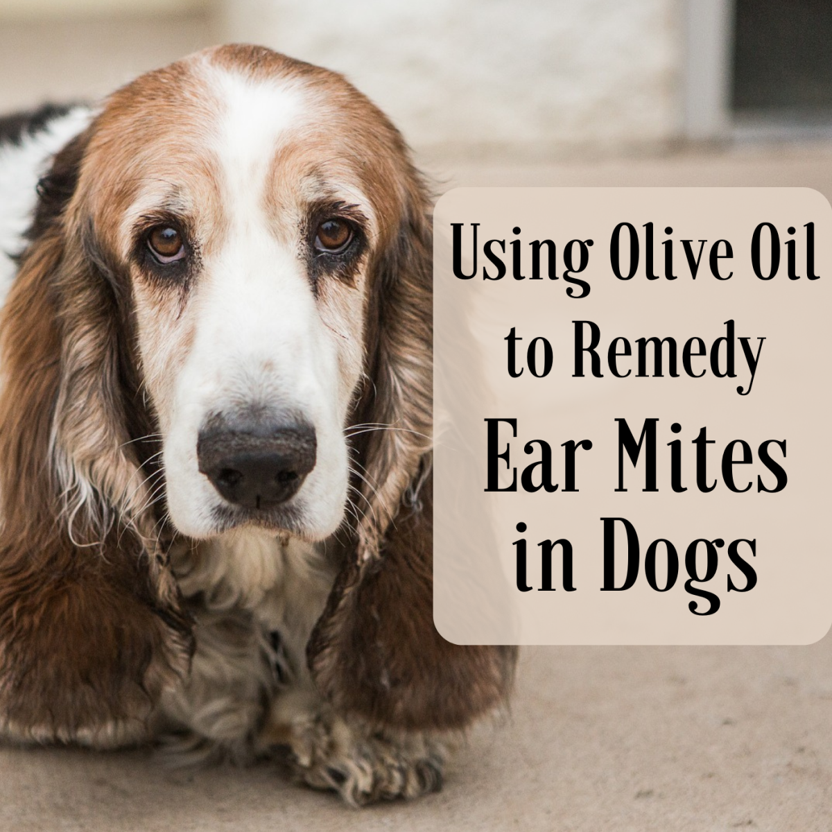 How to Use Olive Oil to Get Rid of Dog Ear Mites Fast at Home 