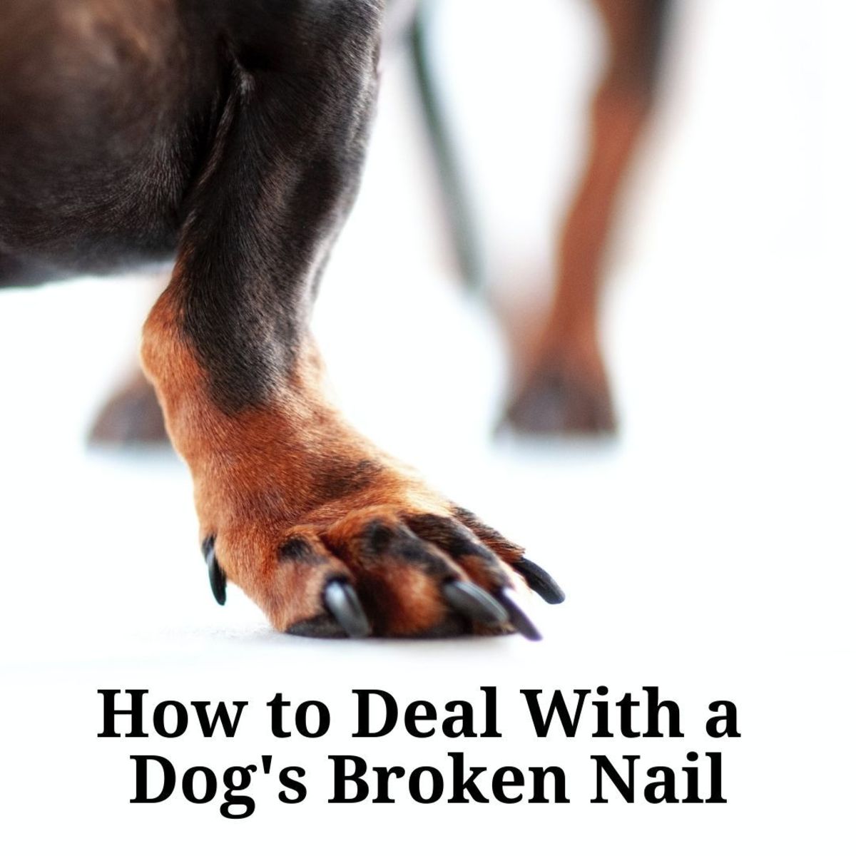 Dog cracked nail hotsell