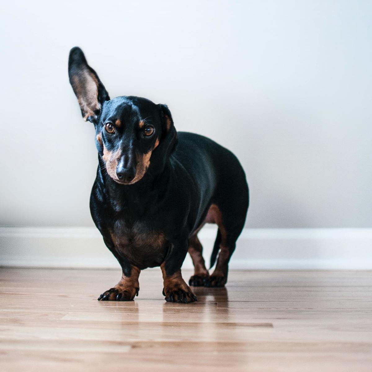 Puppy peeing all over house best sale