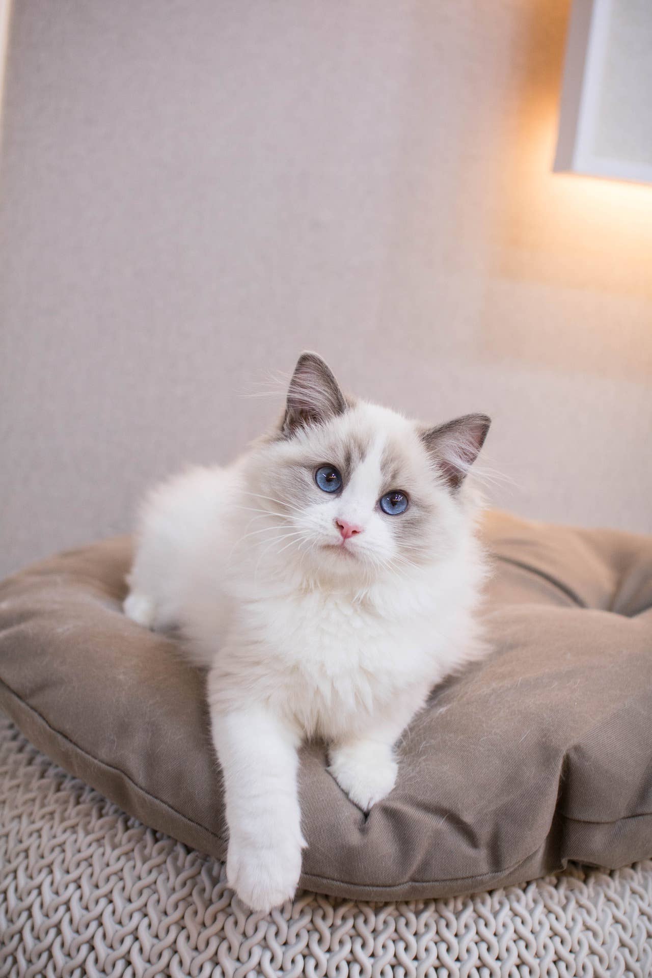 The Unique Ragdoll Cat - PetHelpful