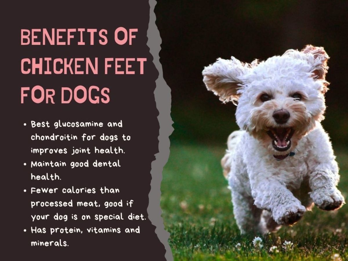 Chicken Feet for Dogs With Osteoarthritis - PetHelpful