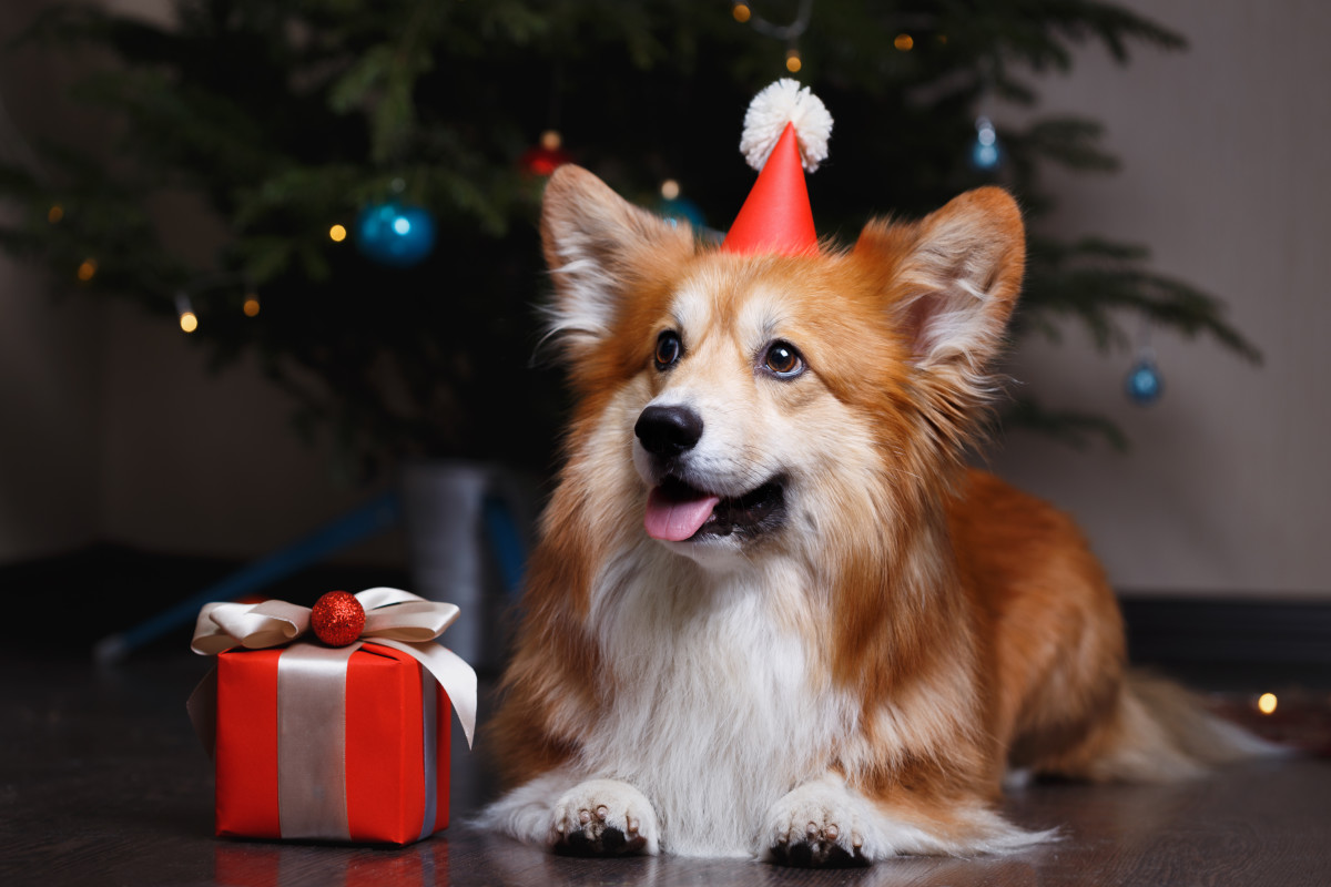 Corgi's On-point Reaction To Holiday 'snoopy' Toy Is Just Perfect 