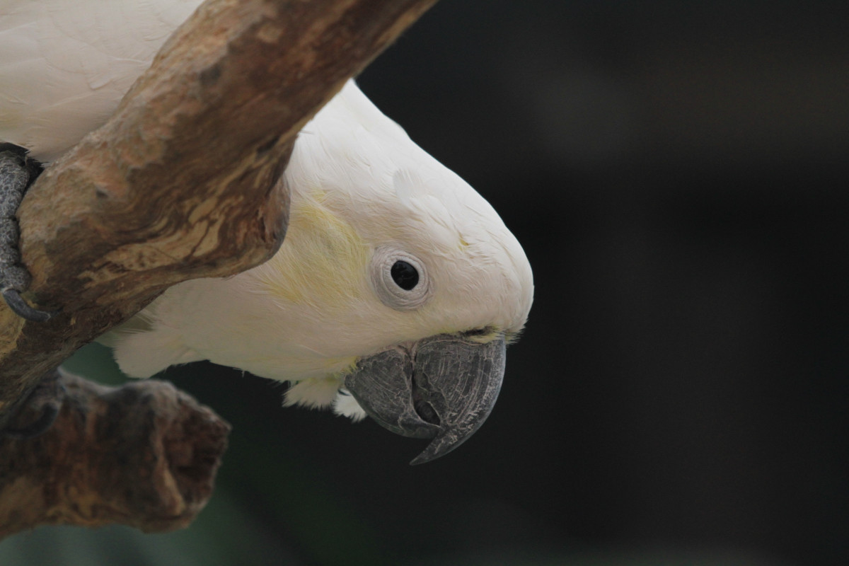 Cockatoo's Cute Way of Antagonizing Her Brother Makes Us LOL