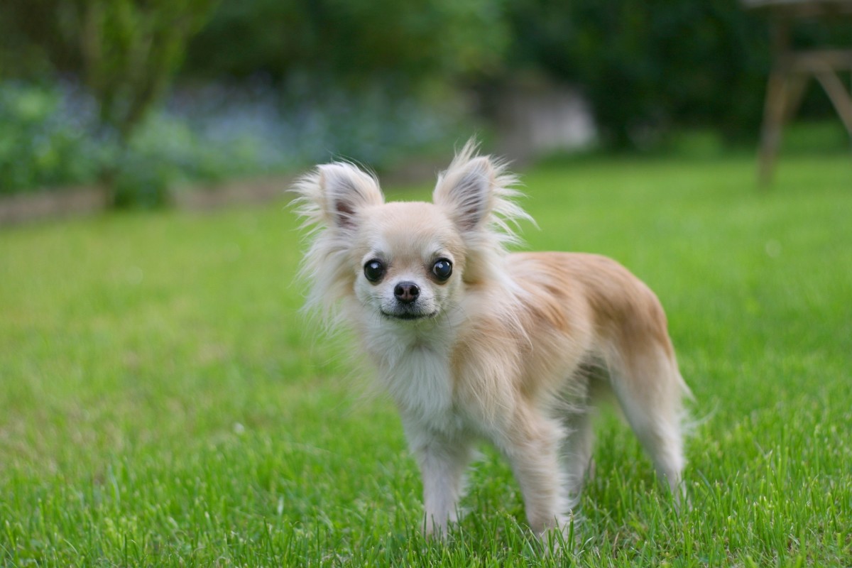 Dog Tells Mom's Fiance 'All About Her Problems' and We're Into It ...