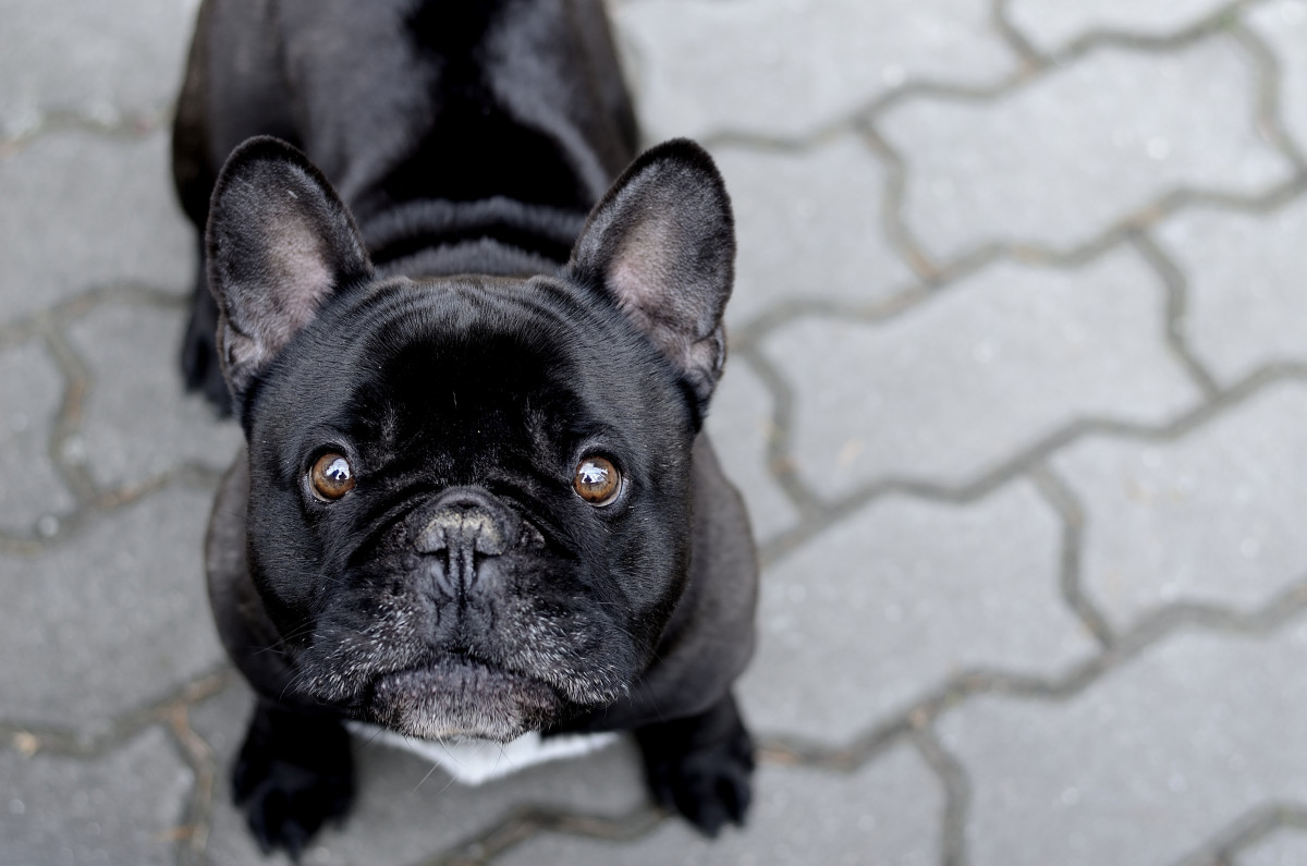 Frenchie's Pitiful Reaction to Mom Going Into a Store Is Making People ...