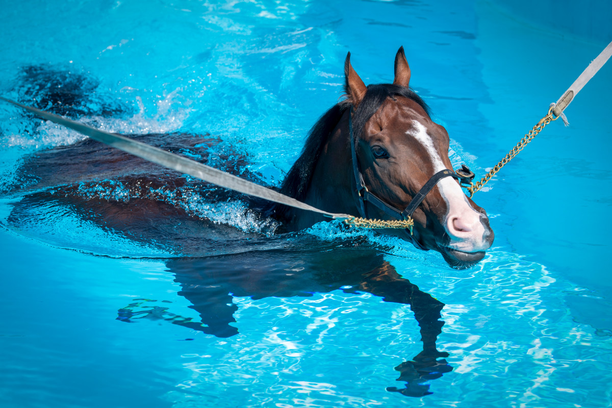 Horse's Pure Enjoyment of Swimming in a Pool Is Simply Beautiful - Pet News