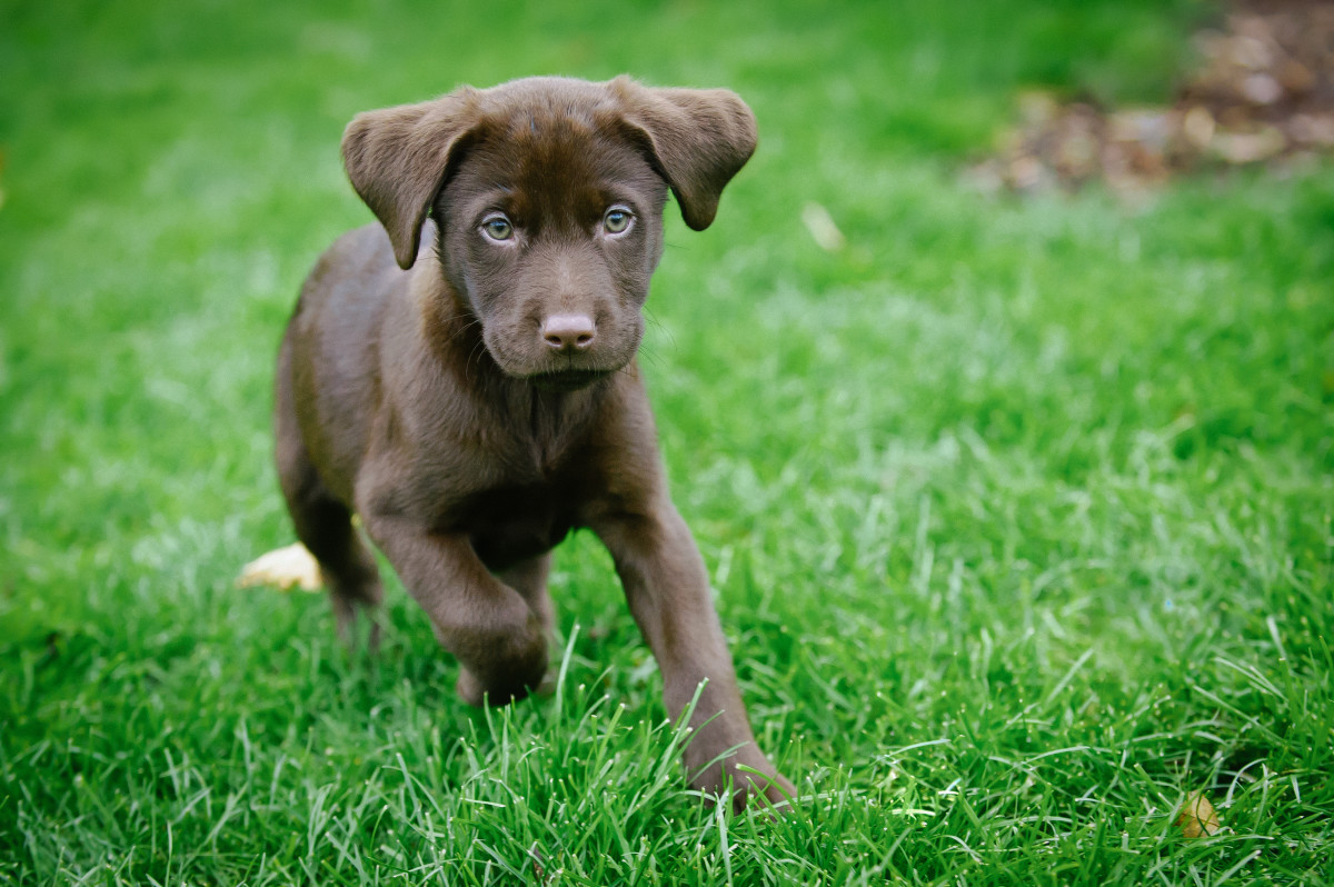 Dad's Elated Reaction to Getting a Chocolate Lab Is Impossible to ...