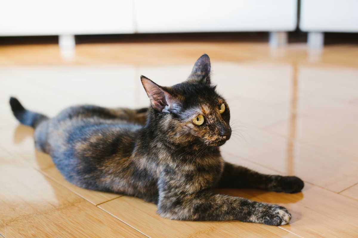 Cat's Companionship Provides Comfort for Lonely Senior Dog in Her Final