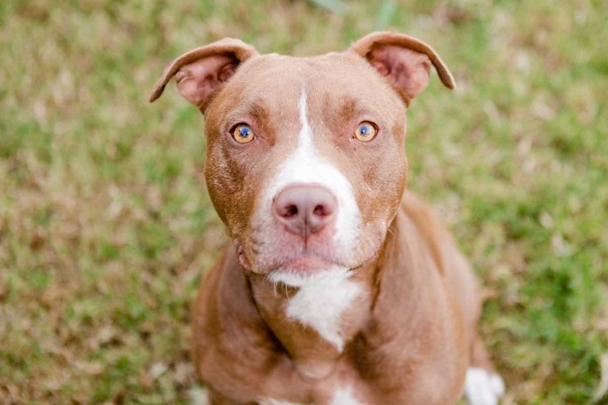 Boston Rescue Shares Sad Video of All Their Dogs Who Didn't Get Adopted ...