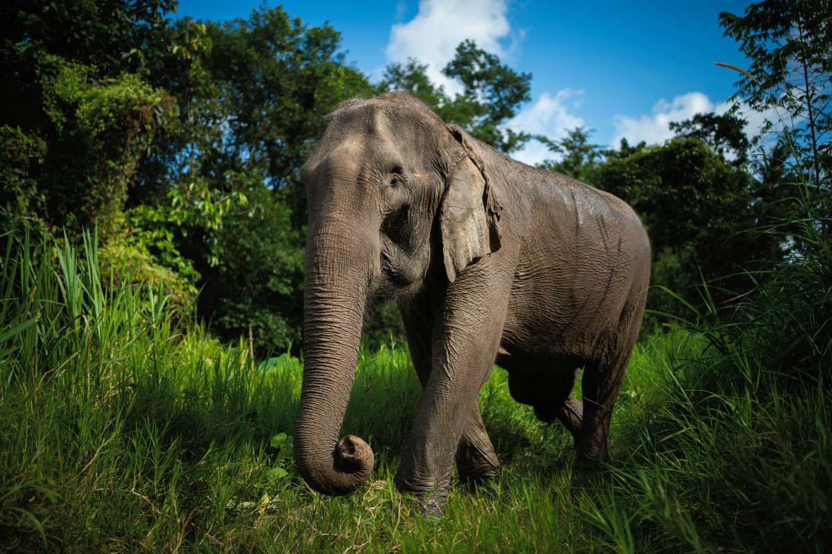 Elephant Who Helped Raise Mom and Her Son Is Impossible to Resist ...