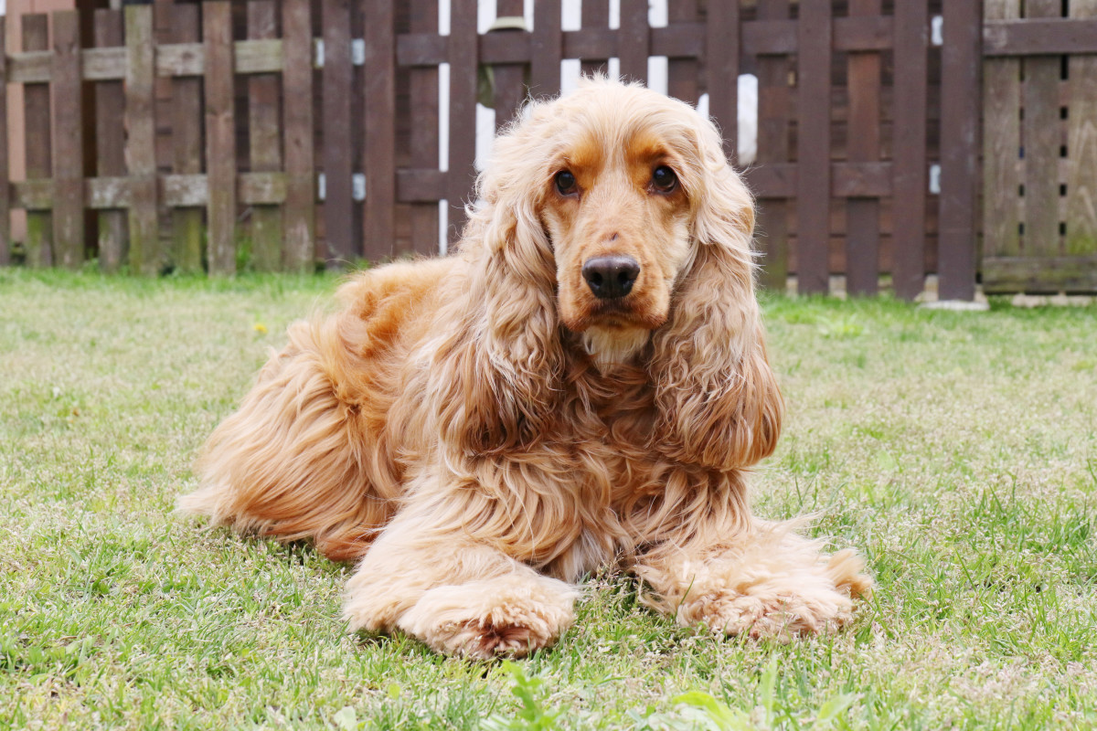 Cocker Spaniel Who Adores Humans Is Desperate to Find Her Forever Home ...