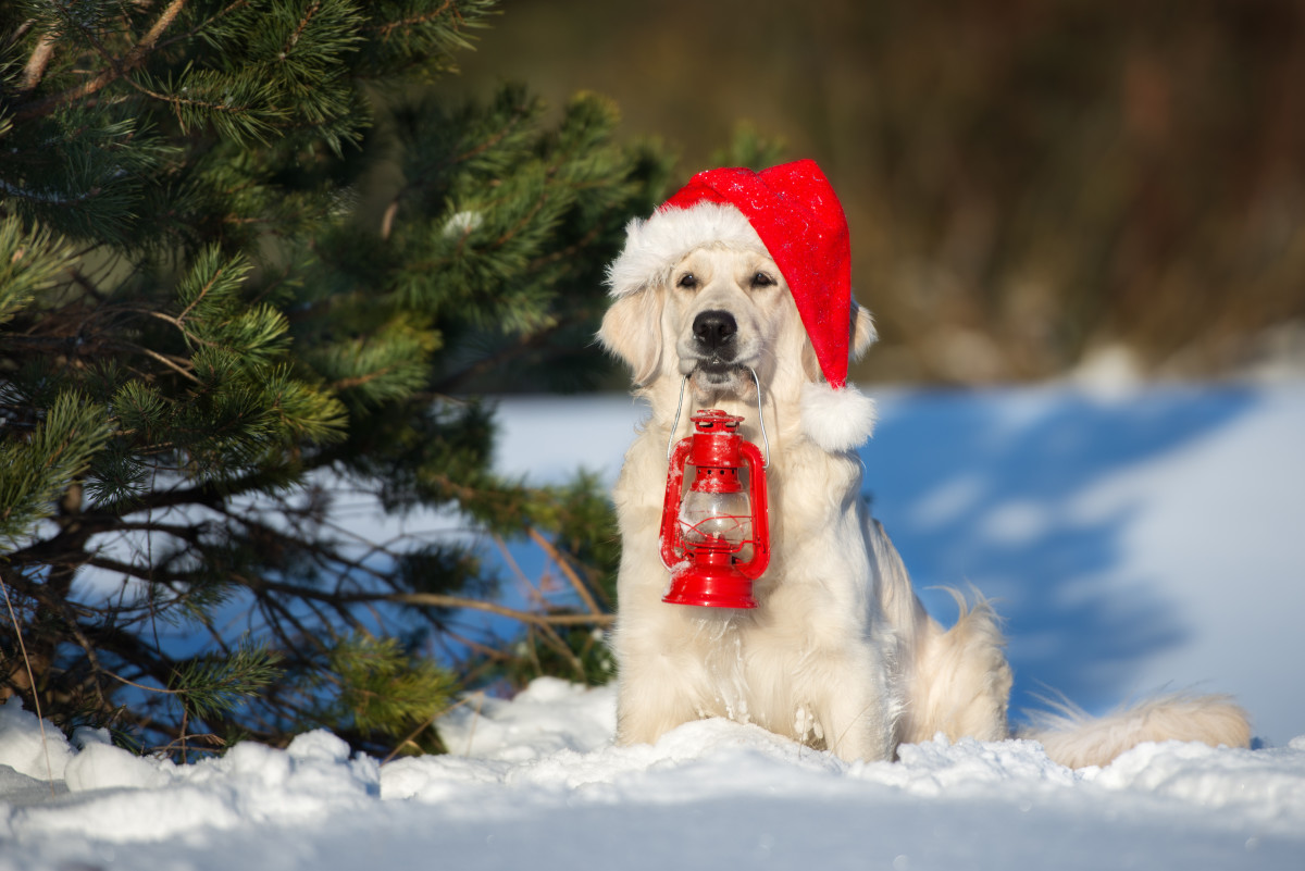 Grumpy Dog Dressing Up for Christmas Is the True Definition of 'Bah Humbug' - PetHelpful News