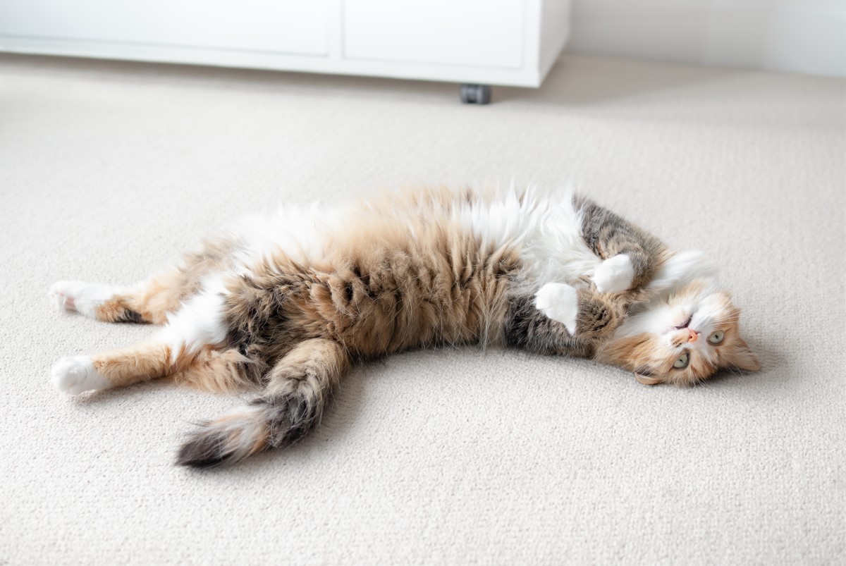 'Unfriendly' Cat's Transition After Being Shown Love Is Just Beautiful