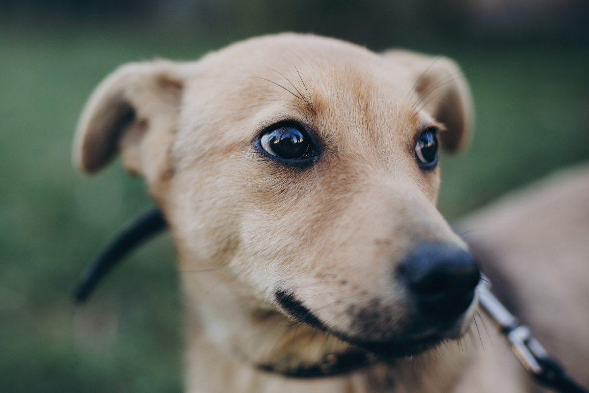 Rescued Dog's Response to Getting Love From Shelter Worker Is