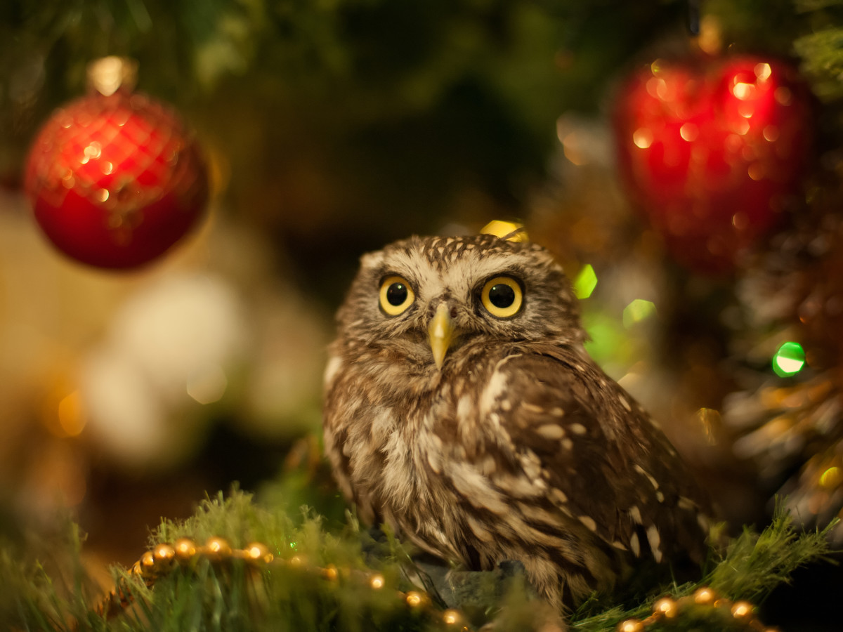 Delightful Little Owl Totally Gets Into the Christmas Spirit - Pet News