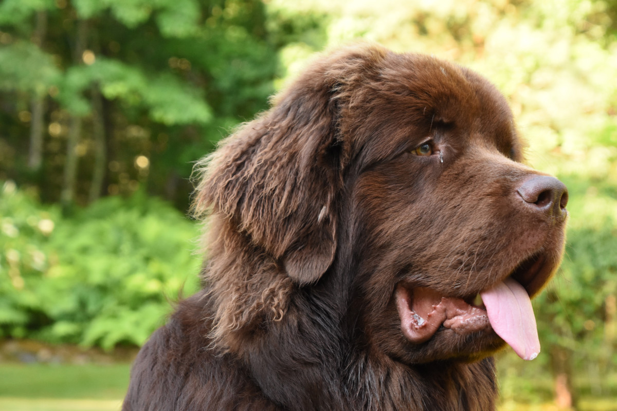 Newfoundland Chills Out On The Kitchen Counter Like It S NBD   Newfoundland Kitchen Counter 