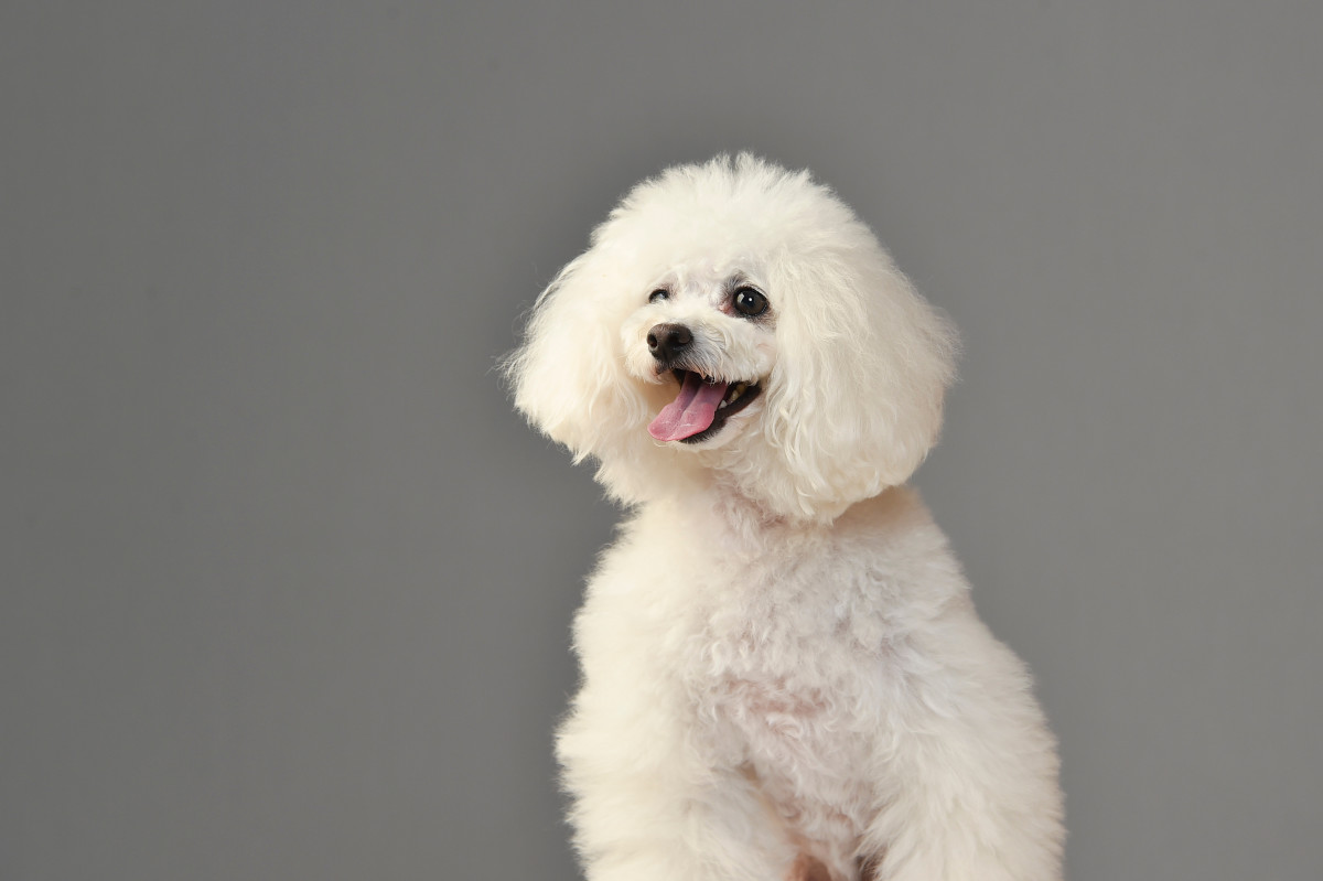 dog-s-excitement-to-show-off-her-new-haircut-is-so-endearing-pet-news