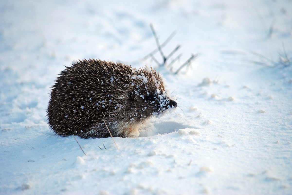 Little Boy's Determination to Rescue Frozen Little Hedgehog Should Be