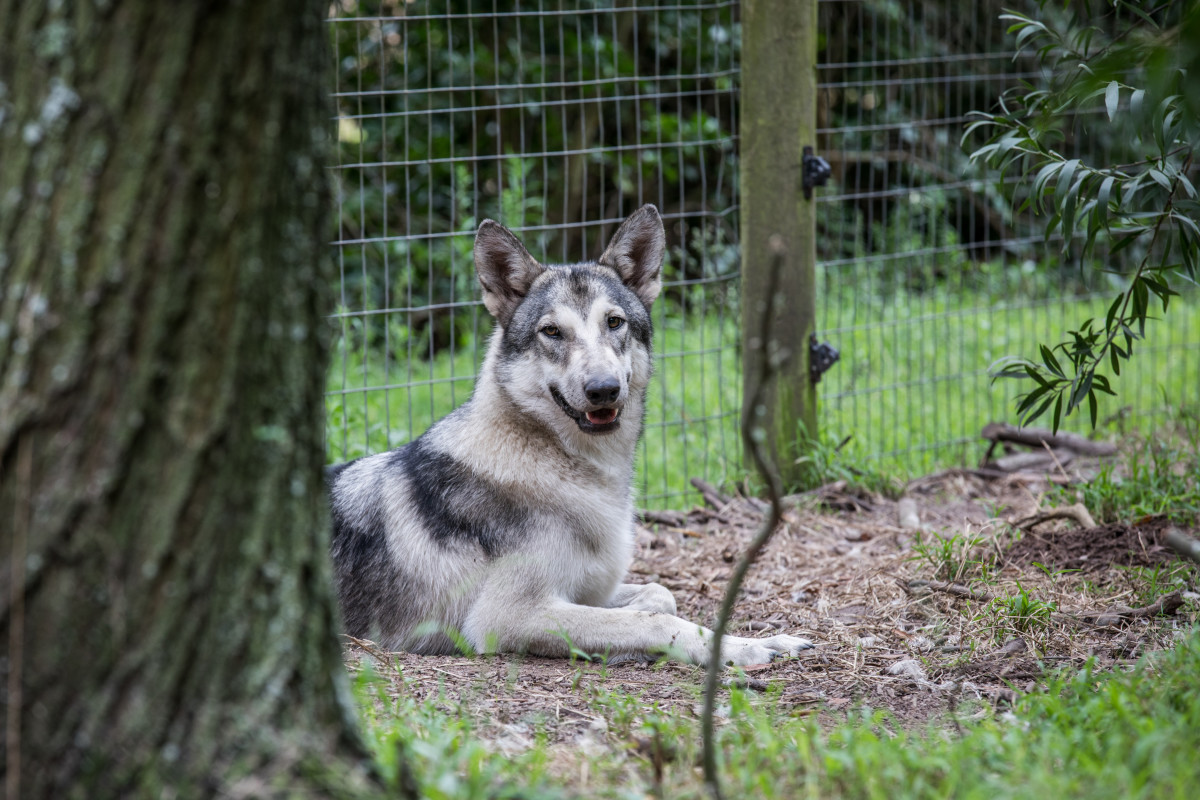 Animal Sanctuary On The Verge Of Eviction Makes Plea For Help 